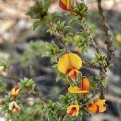 Pultenaea procumbens (Bush Pea) at Tuggeranong, ACT - 11 Oct 2023 by JaneR