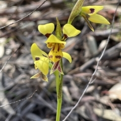 Diuris sulphurea (Tiger Orchid) at Tuggeranong, ACT - 11 Oct 2023 by JaneR