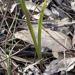 Diuris sulphurea at Tuggeranong, ACT - 11 Oct 2023