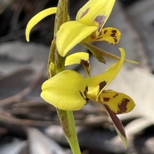 Diuris sulphurea at Tuggeranong, ACT - suppressed