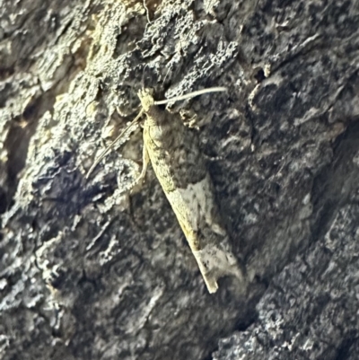 Crocidosema plebejana (Cotton Tipworm Moth) at Ainslie, ACT - 3 Oct 2023 by Pirom