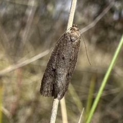 Artiastis (genus) (Chezala Group) at Namadgi National Park - 9 Oct 2023 by Pirom