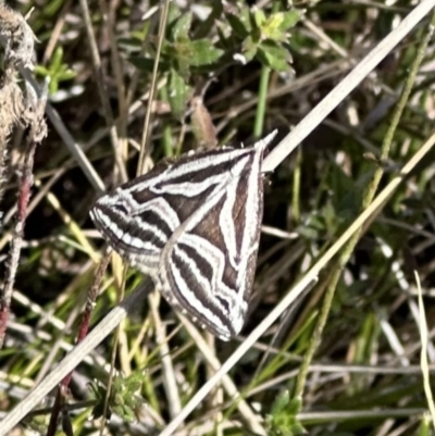 Dichromodes confluaria (Ceremonial Heath Moth) at Namadgi National Park - 9 Oct 2023 by Pirom