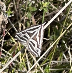 Dichromodes confluaria (Ceremonial Heath Moth) at Rendezvous Creek, ACT - 9 Oct 2023 by Pirom