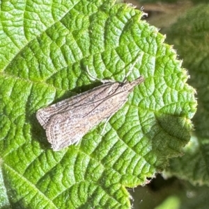 Eudonia cleodoralis at Acton, ACT - 11 Oct 2023 03:11 PM