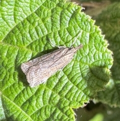 Eudonia cleodoralis (A Crambid moth) at Acton, ACT - 11 Oct 2023 by Pirom