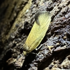 Delexocha ochrocausta (A concealer moth) at Ainslie, ACT - 11 Oct 2023 by Pirom