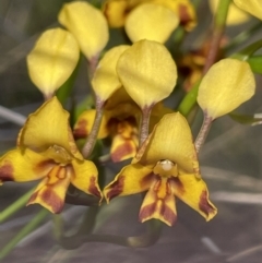 Diuris semilunulata (Late Leopard Orchid) at Tuggeranong, ACT - 10 Oct 2023 by JaneR