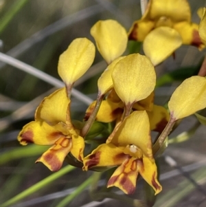 Diuris semilunulata at Tuggeranong, ACT - 11 Oct 2023