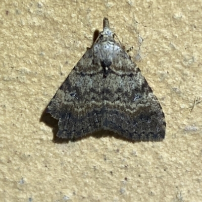 Alapadna pauropis (Variable Spot-wing) at Jerrabomberra, NSW - 11 Oct 2023 by SteveBorkowskis