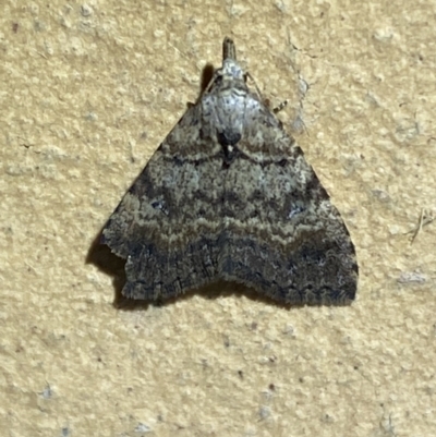 Alapadna pauropis (Variable Spot-wing) at Jerrabomberra, NSW - 11 Oct 2023 by SteveBorkowskis