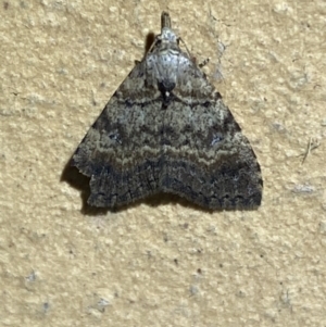 Alapadna pauropis at Jerrabomberra, NSW - suppressed