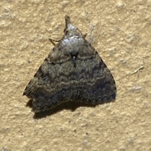 Alapadna pauropis at Jerrabomberra, NSW - suppressed