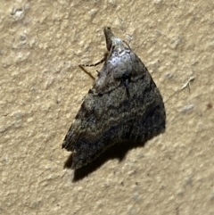 Alapadna pauropis at Jerrabomberra, NSW - suppressed