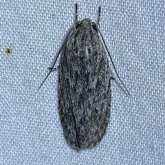 Agriophara (genus) (A Flat-bodied moth (Stenomatinae, Depressariidae)) at Jerrabomberra, NSW - 11 Oct 2023 by SteveBorkowskis
