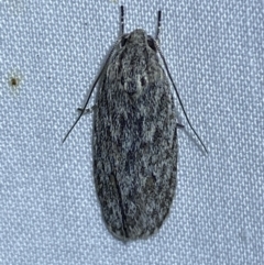 Agriophara (genus) (A concealer moth) at Jerrabomberra, NSW - 11 Oct 2023 by SteveBorkowskis