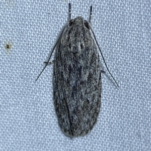 Agriophara (genus) at Jerrabomberra, NSW - 11 Oct 2023