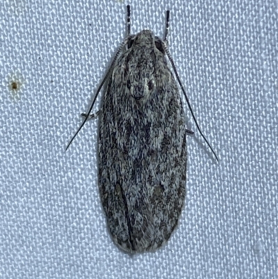 Agriophara (genus) (A Flat-bodied moth (Stenomatinae, Depressariidae)) at Jerrabomberra, NSW - 11 Oct 2023 by SteveBorkowskis