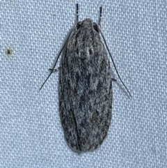 Agriophara (genus) (A concealer moth) at QPRC LGA - 11 Oct 2023 by SteveBorkowskis