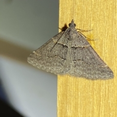 Dichromodes atrosignata (Black-signed Heath Moth ) at QPRC LGA - 11 Oct 2023 by SteveBorkowskis