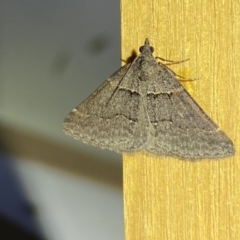 Dichromodes atrosignata at QPRC LGA - suppressed