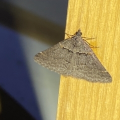 Dichromodes atrosignata at QPRC LGA - 11 Oct 2023