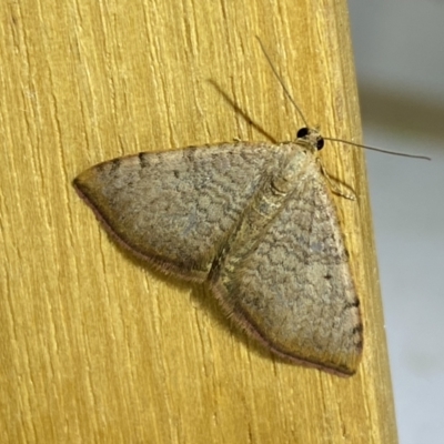 Chrysolarentia mecynata (Mecynata Carpet Moth) at QPRC LGA - 11 Oct 2023 by SteveBorkowskis