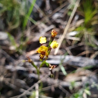 Diuris sp. (A Donkey Orchid) at Block 402 - 11 Oct 2023 by WalkYonder