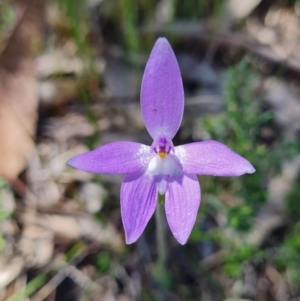 Glossodia major at Denman Prospect, ACT - suppressed