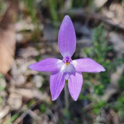 Glossodia major (Wax Lip Orchid) at Denman Prospect 2 Estate Deferred Area (Block 12) - 11 Oct 2023 by WalkYonder