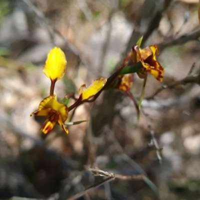 Diuris semilunulata (Late Leopard Orchid) at Block 402 - 11 Oct 2023 by WalkYonder