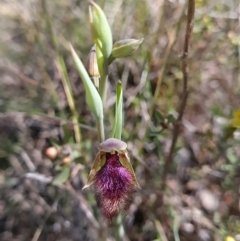 Calochilus platychilus (Purple Beard Orchid) at Denman Prospect, ACT - 11 Oct 2023 by WalkYonder