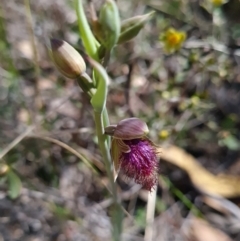 Calochilus platychilus at Denman Prospect, ACT - 11 Oct 2023