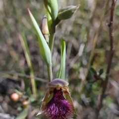 Calochilus platychilus at Denman Prospect, ACT - 11 Oct 2023