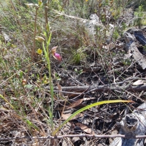 Calochilus platychilus at Denman Prospect, ACT - suppressed