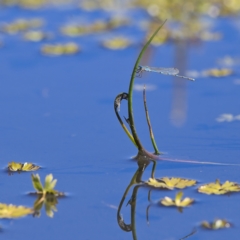 Austrolestes leda (Wandering Ringtail) at Rendezvous Creek, ACT - 11 Oct 2023 by MichaelWenke