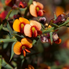 Daviesia ulicifolia subsp. ruscifolia (Broad-leaved Gorse Bitter Pea) at Rendezvous Creek, ACT - 11 Oct 2023 by MichaelWenke