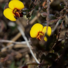 Bossiaea buxifolia (Matted Bossiaea) at Rendezvous Creek, ACT - 11 Oct 2023 by Trevor