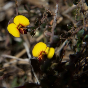 Bossiaea buxifolia at Rendezvous Creek, ACT - 11 Oct 2023