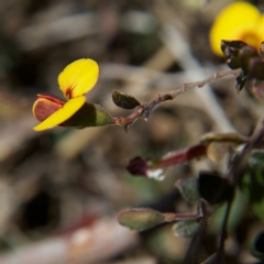 Bossiaea buxifolia at Rendezvous Creek, ACT - 11 Oct 2023