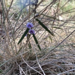 Hovea heterophylla (Common Hovea) at Rendezvous Creek, ACT - 11 Oct 2023 by MichaelWenke