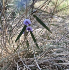 Hovea heterophylla at Rendezvous Creek, ACT - 11 Oct 2023