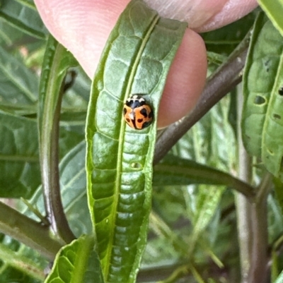 Coelophora inaequalis (Variable Ladybird beetle) at Kangaroo Valley, NSW - 11 Oct 2023 by lbradley