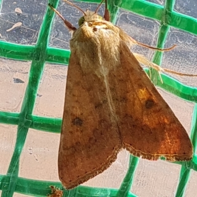 Helicoverpa (genus) (A bollworm) at Isaacs, ACT - 11 Oct 2023 by Mike