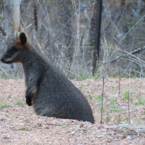 Wallabia bicolor at Tuggeranong, ACT - 10 Oct 2023 07:06 AM