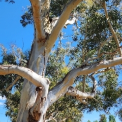 Eucalyptus globulus subsp. maidenii (Maiden's Gum, Blue Gum) at Parkes, ACT - 11 Oct 2023 by Steve818