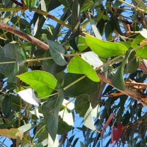 Eucalyptus globulus subsp. maidenii at Parkes, ACT - 12 Oct 2023