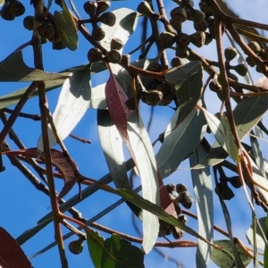 Eucalyptus globulus subsp. maidenii at Parkes, ACT - 12 Oct 2023