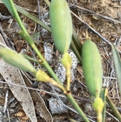 Templetonia stenophylla at Fentons Creek, VIC - 12 Oct 2023 by KL