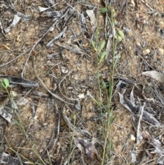 Templetonia stenophylla at Fentons Creek, VIC - suppressed